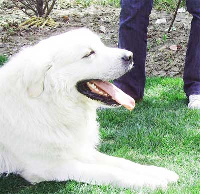 小狗身上寄生虫介绍